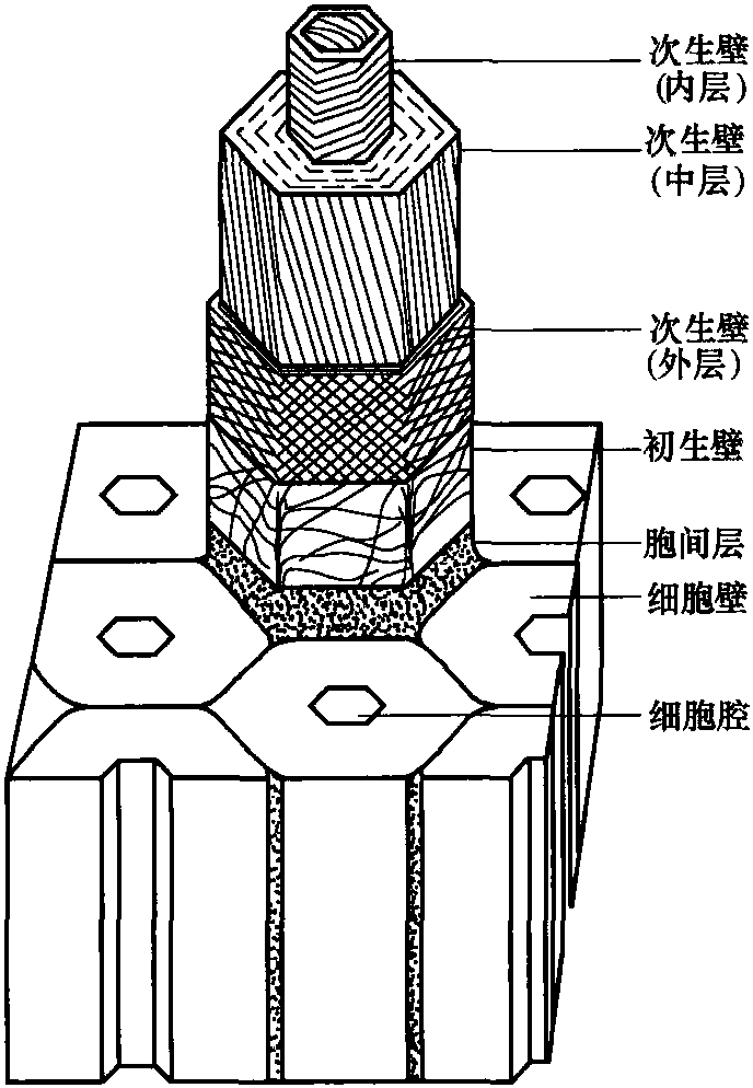 二、造紙植物纖維原料的生物結(jié)構(gòu)